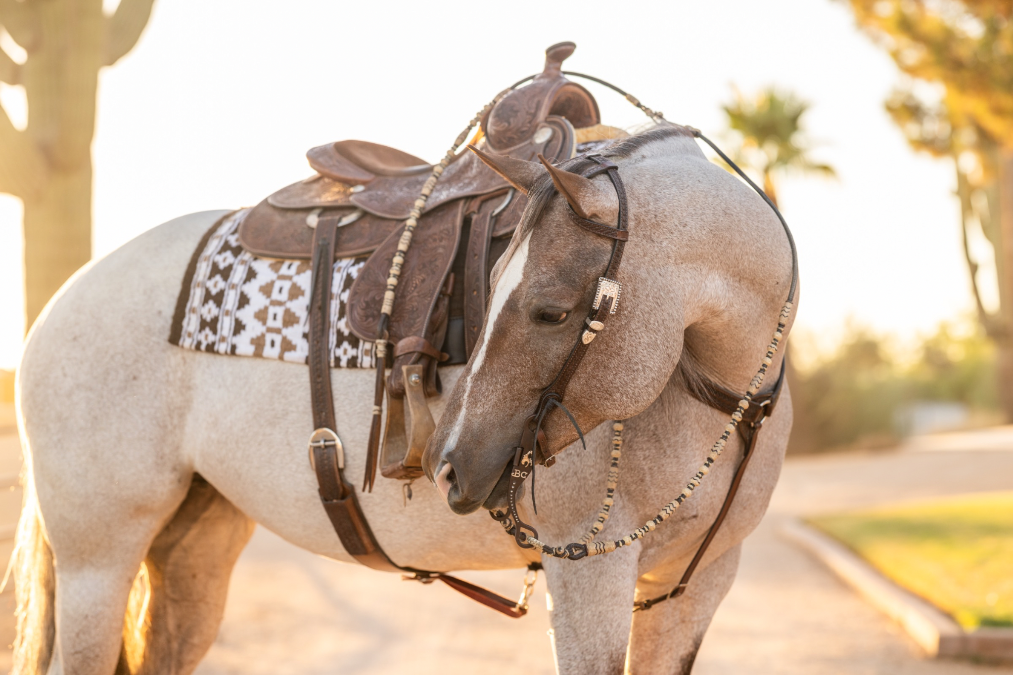 The Art of Leather Care: Why a Clean Saddle is a Happy Saddle