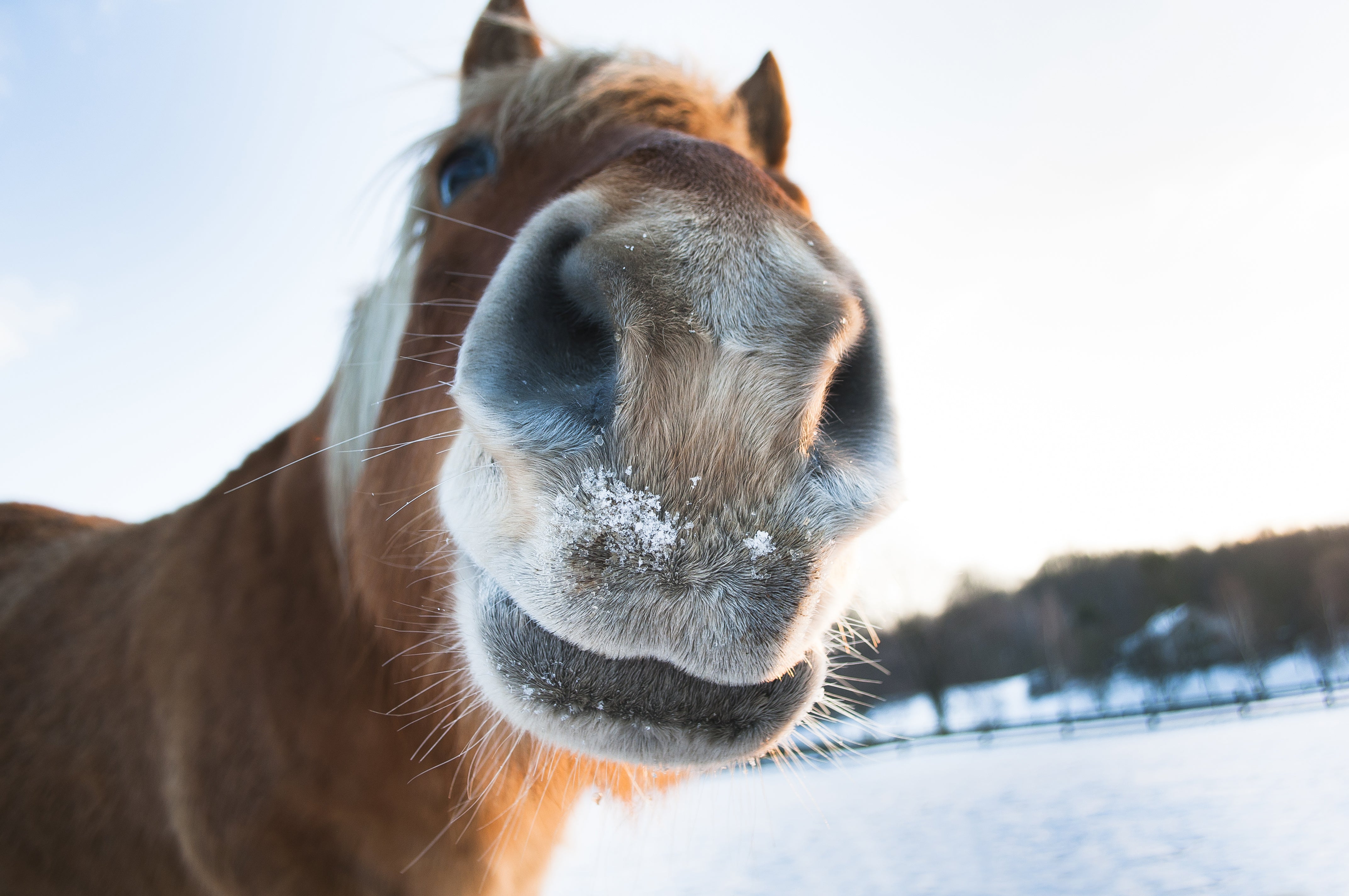 Winter Horse Care: Shielding Your Equine Companion