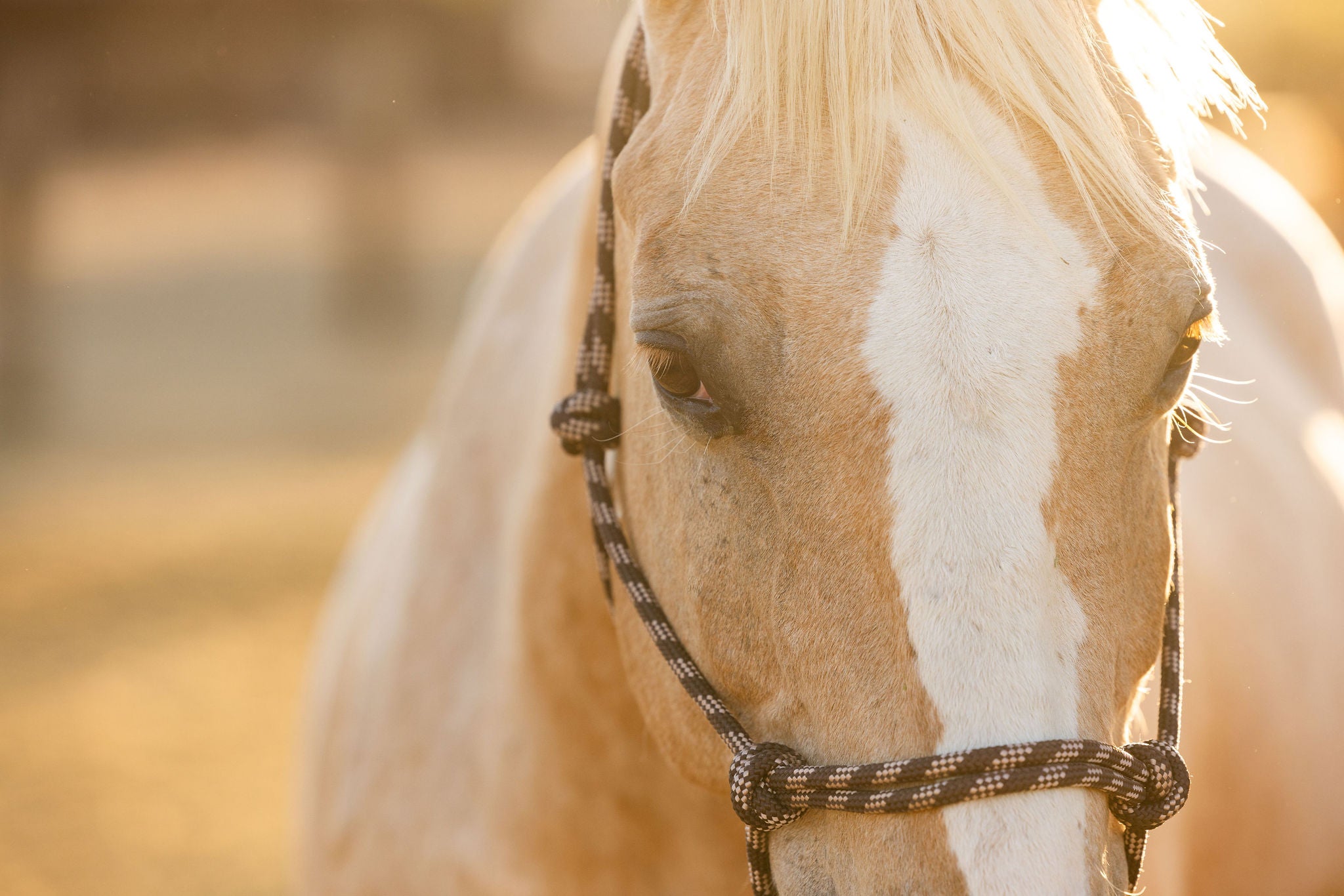 Halters: An Essential Guide